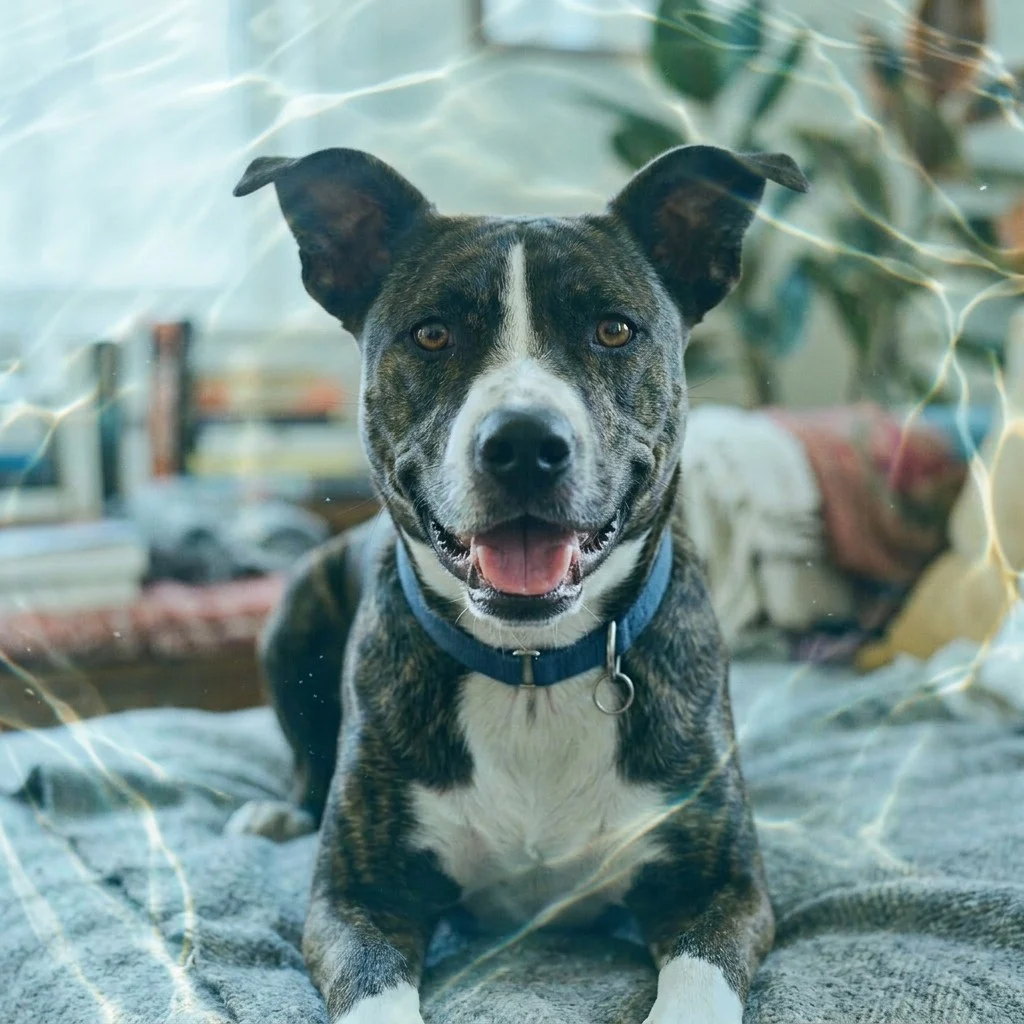 Dog portrait transformed with playful summer water ripples